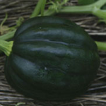 Acorn Squash.png